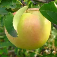 Саджанці яблуні Оріон