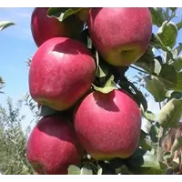 Саджанці яблуні Моді