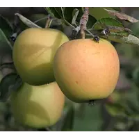 Саджанці яблуні Голден Делішес