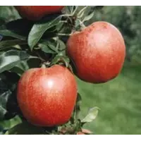 Саджанці яблуні Гала